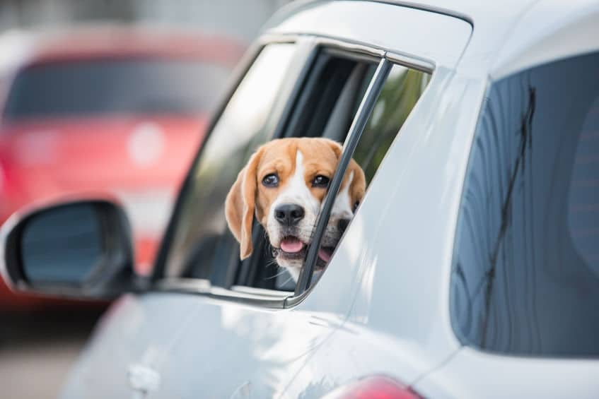 honden met warm weer in de auto