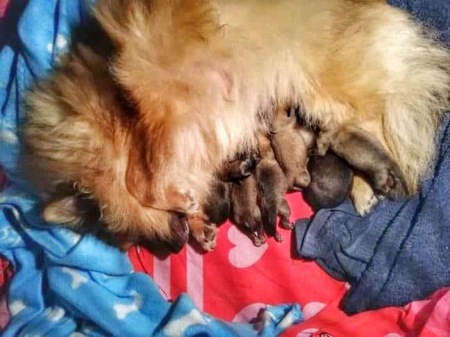 Nala met de pups