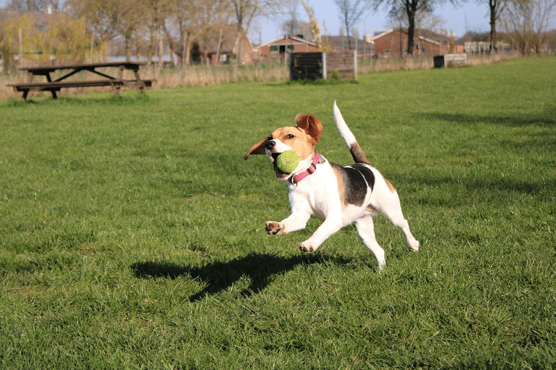 Hondenspeeltuin Daisy met de bal