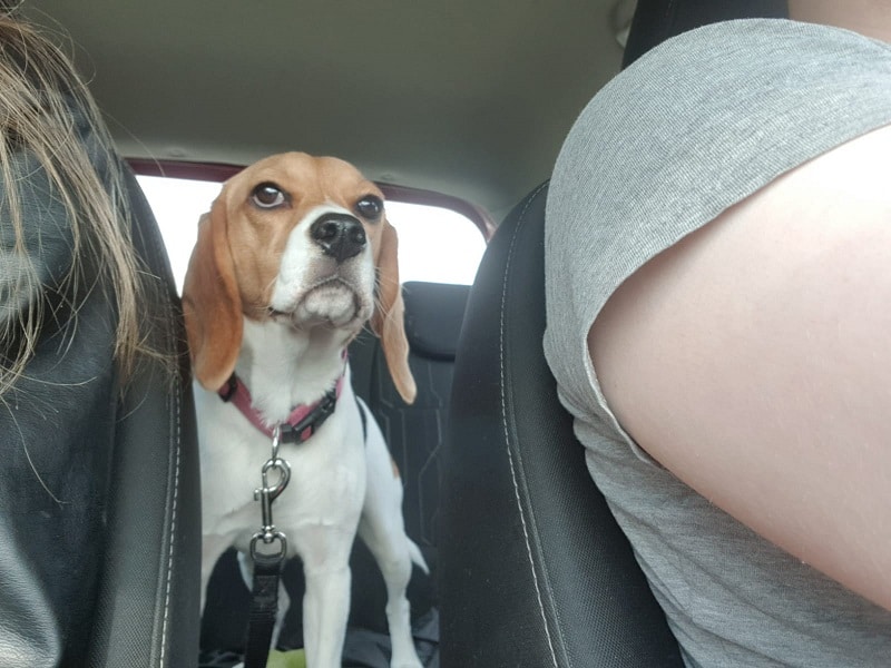 onderweg naar de Beagle dag