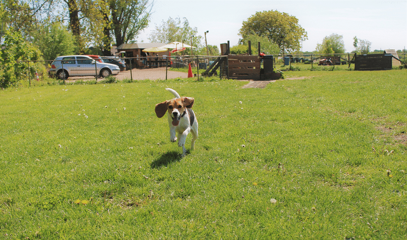 Hondenspeeltuin Daisy veld begin