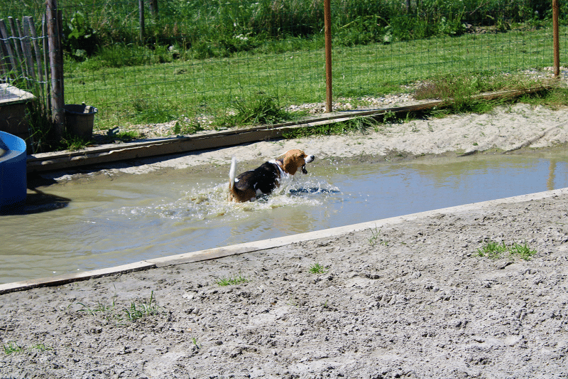 Hondenspeeltuin Daisy in de vijver