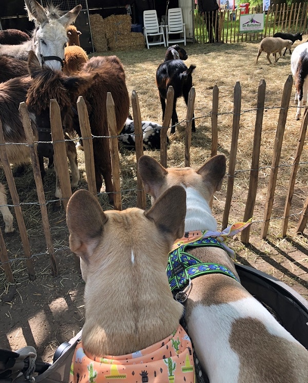 Nacho en Chester Animal Event