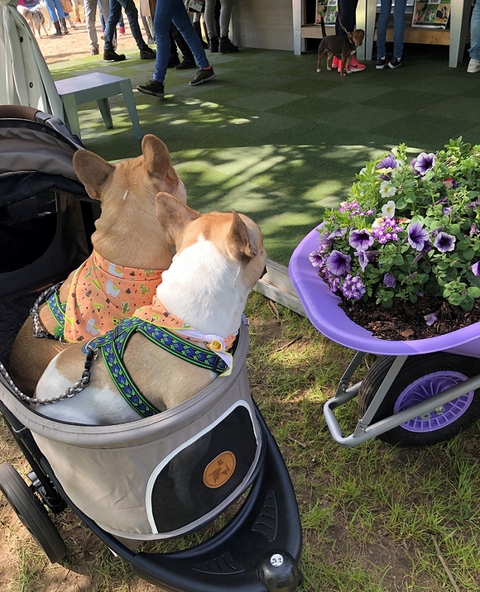 Nacho en Chester op Animal Event