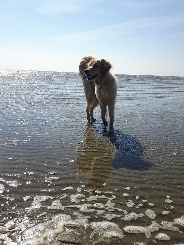 Guus op vakantie in zee