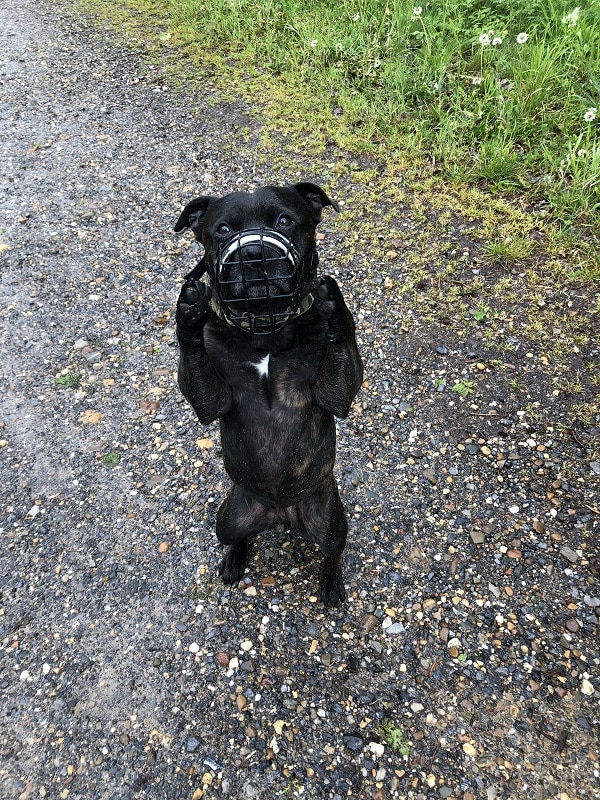 HR honden