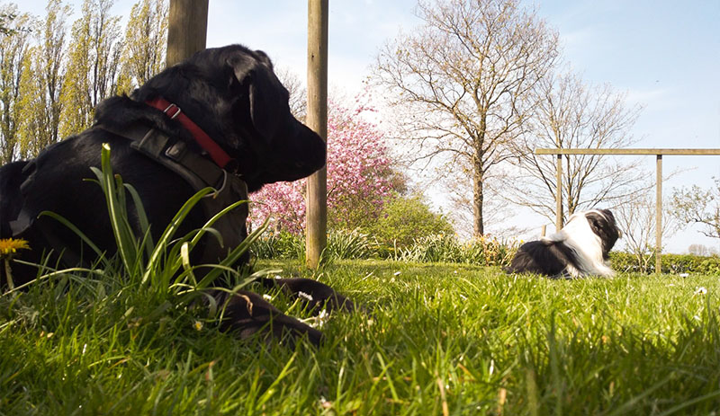 Odin & Bommel