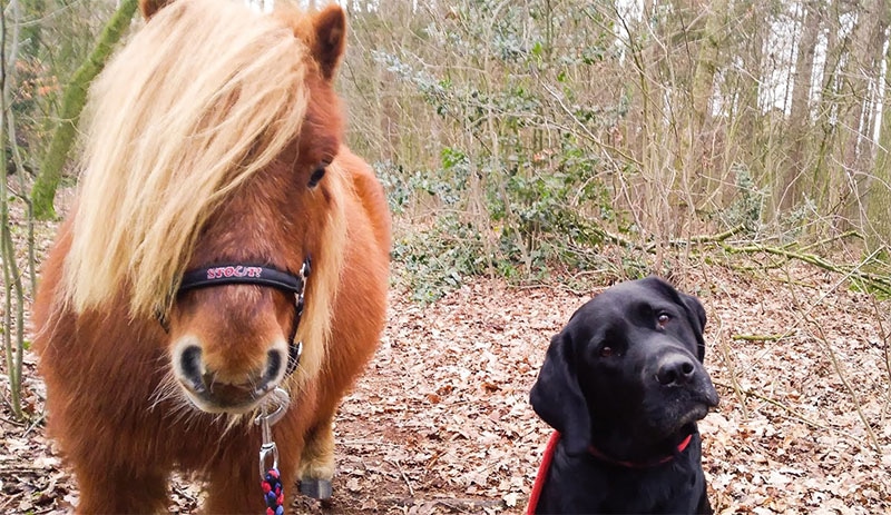 Odin & Bommel