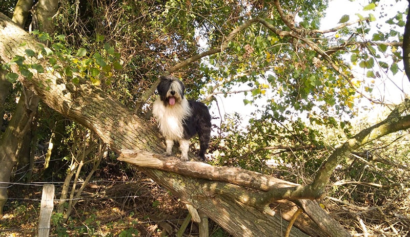 Odin & Bommel