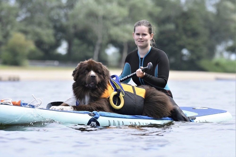 suppen met honden