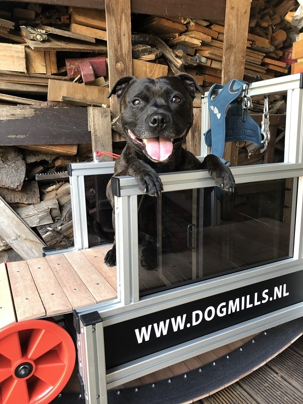 Gewoon doen Toestand kompas Vaös zijn treadmill - The Dog Pen - Hondenblog