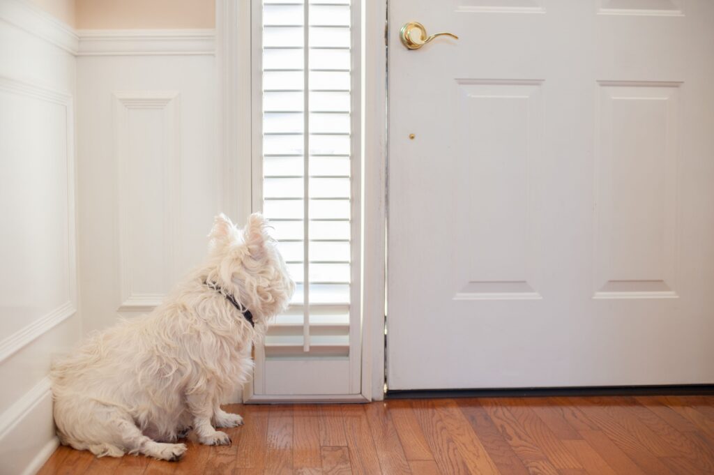 hond wacht op baasje