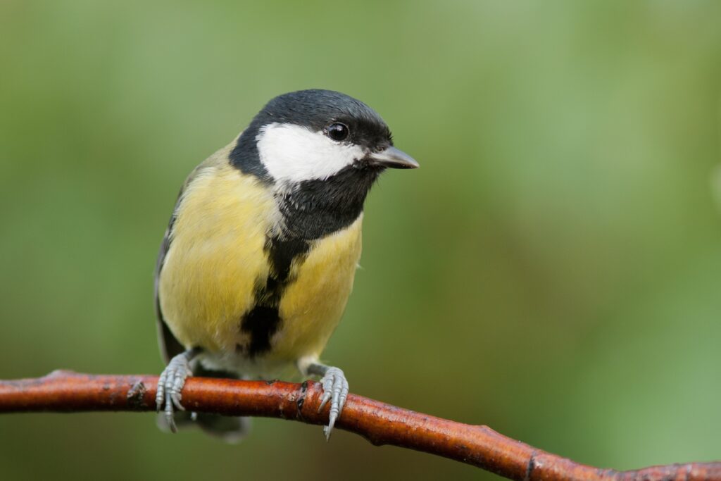 natuurlijke vijand processierups