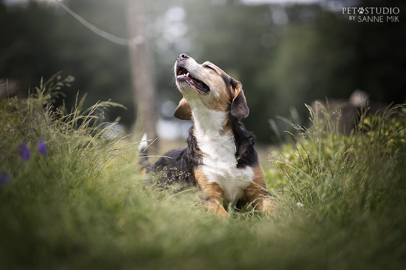 Beloften aan een oude hond