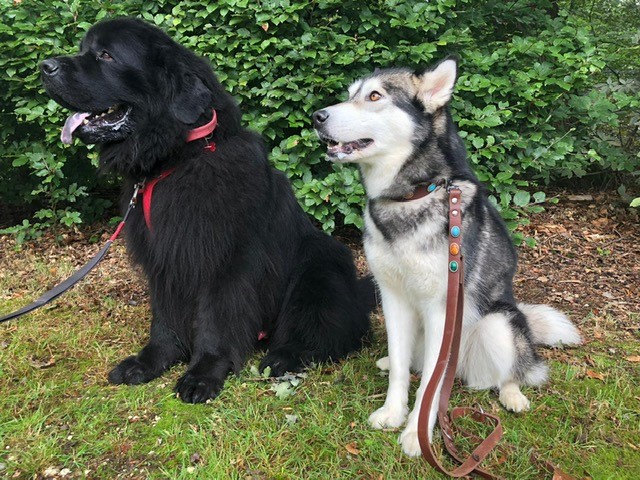 Bark in the Park hondenbrienden ontmoeten