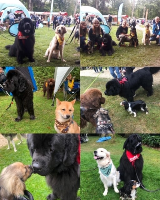 heel veel leuke honden ontmoet op Bark in The Park