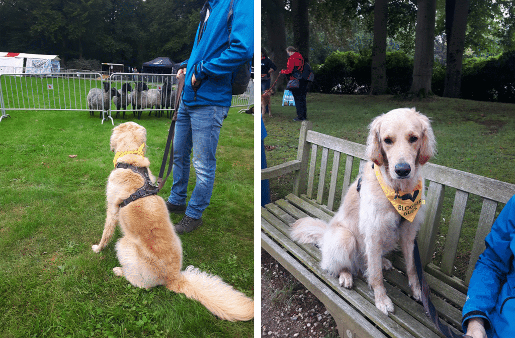 Bark in the park 2019