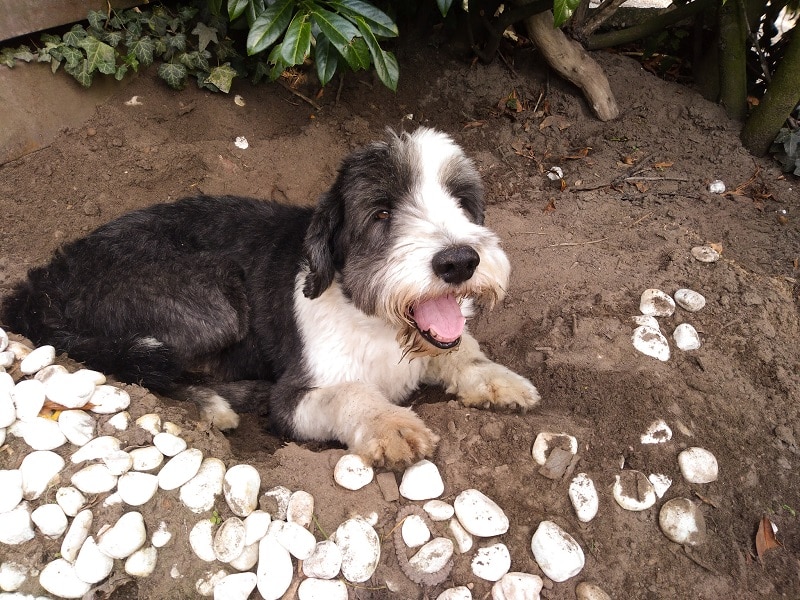 hond graven in de kuil