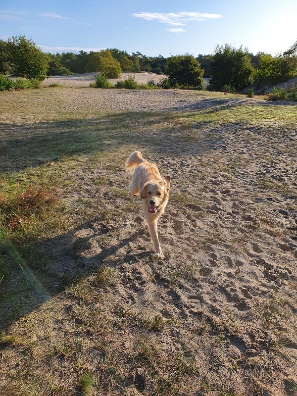 Wandelen in de duinen