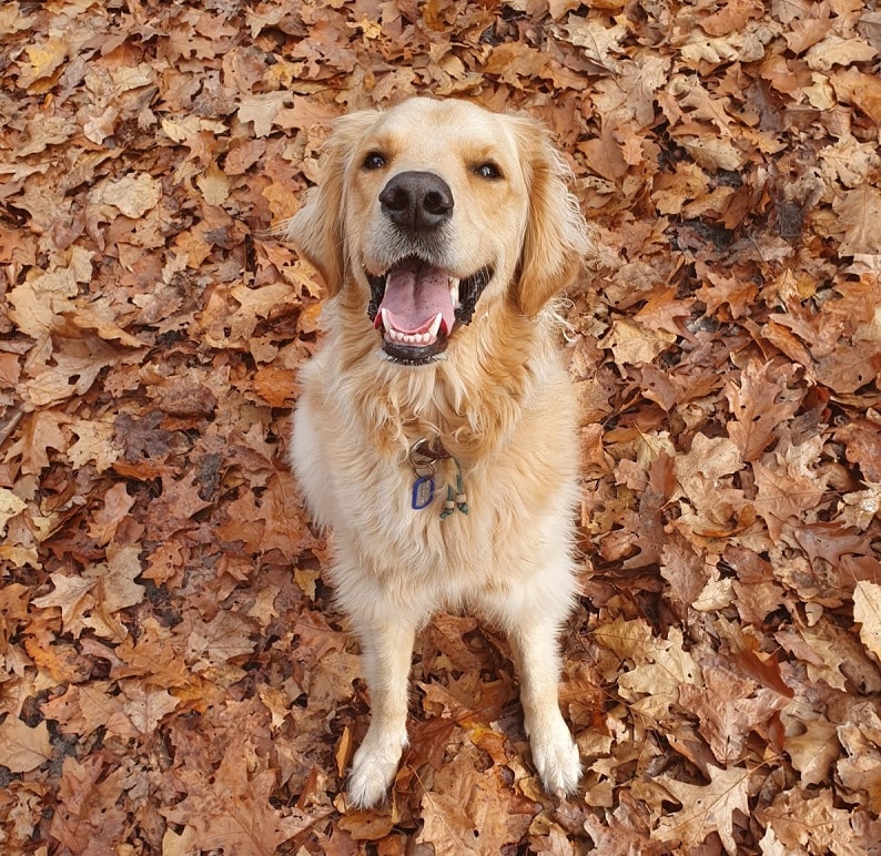 Herfst honden