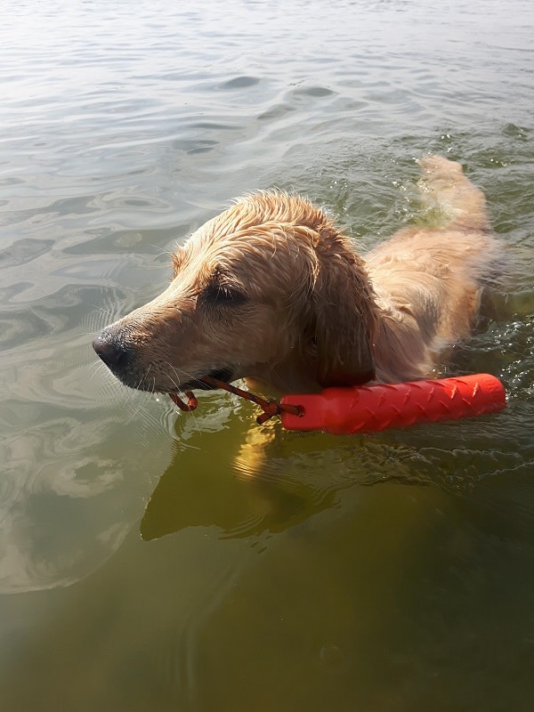 Guus in het water met dummy