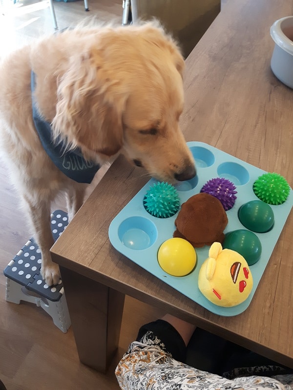 Muffin snuffelspel hond