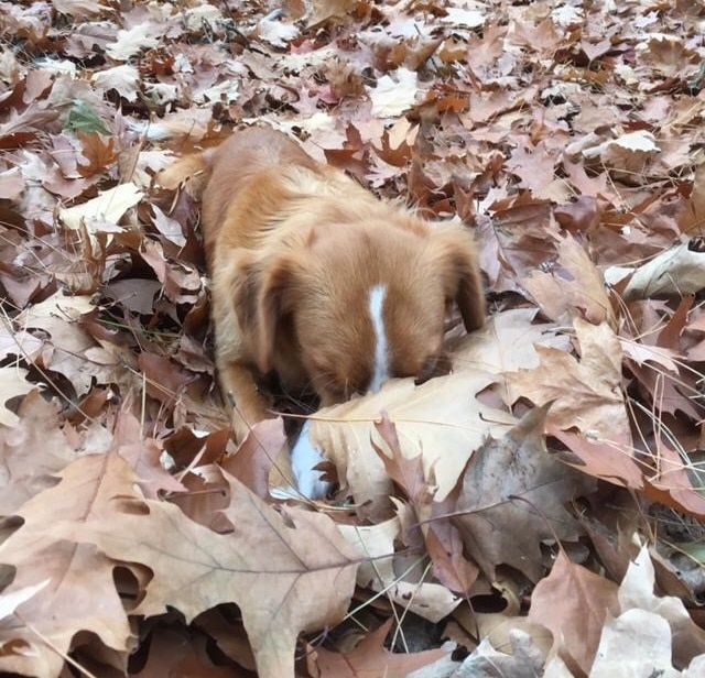 Herfst bladeren hond