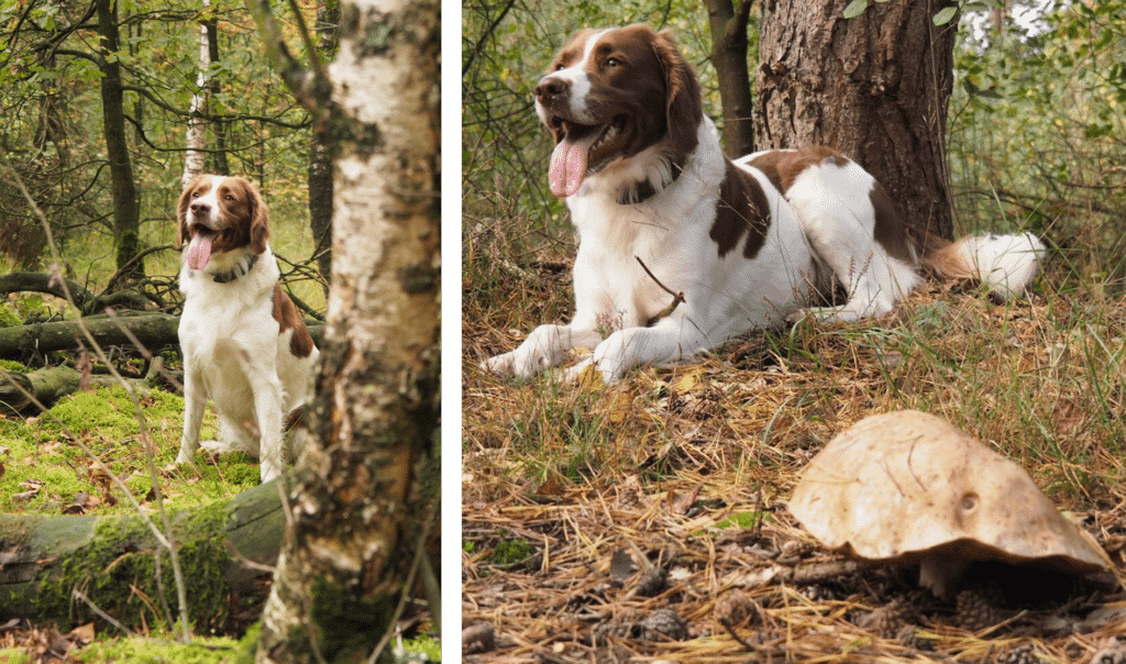 hond genieten van herfst