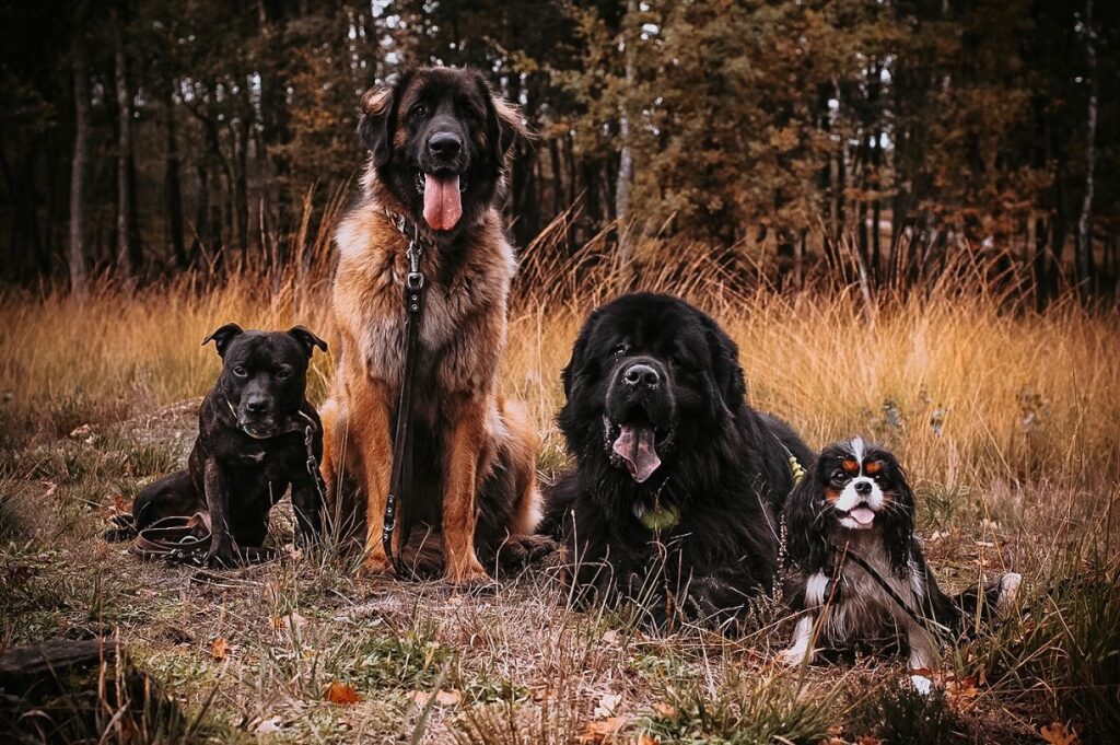 herfst wandeling honden