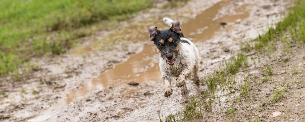 hond in de modder