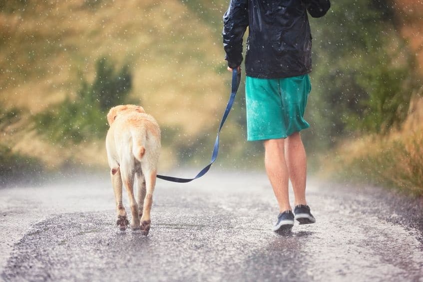 wandelen hond in de regen