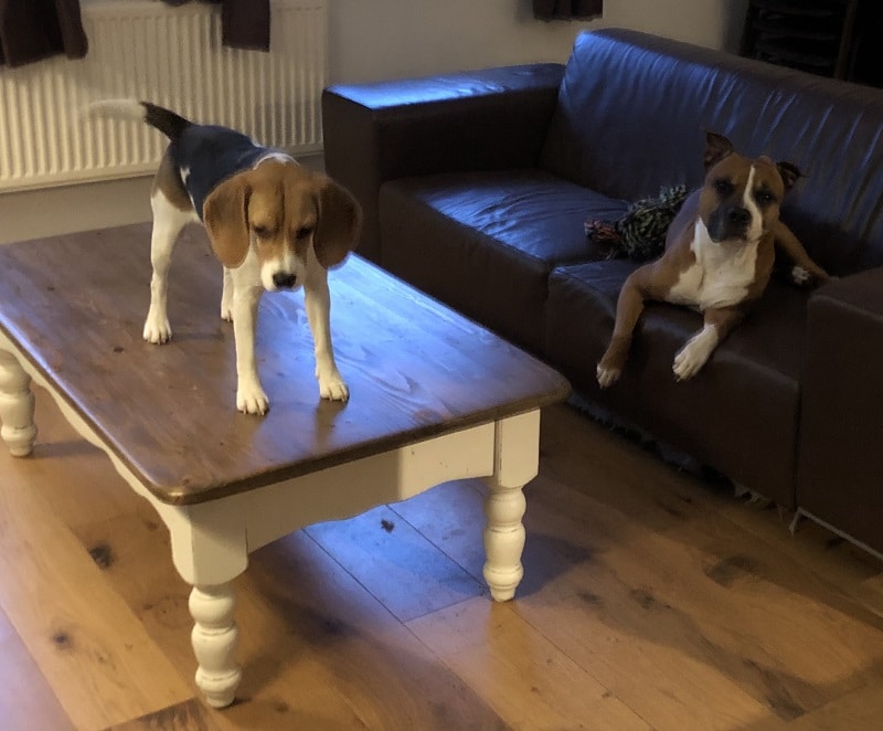 beagle op tafel