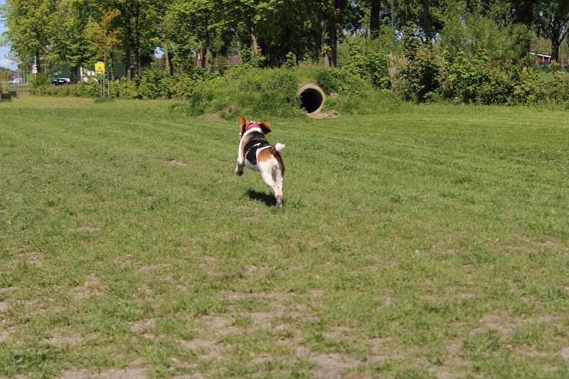 beagle rent weg