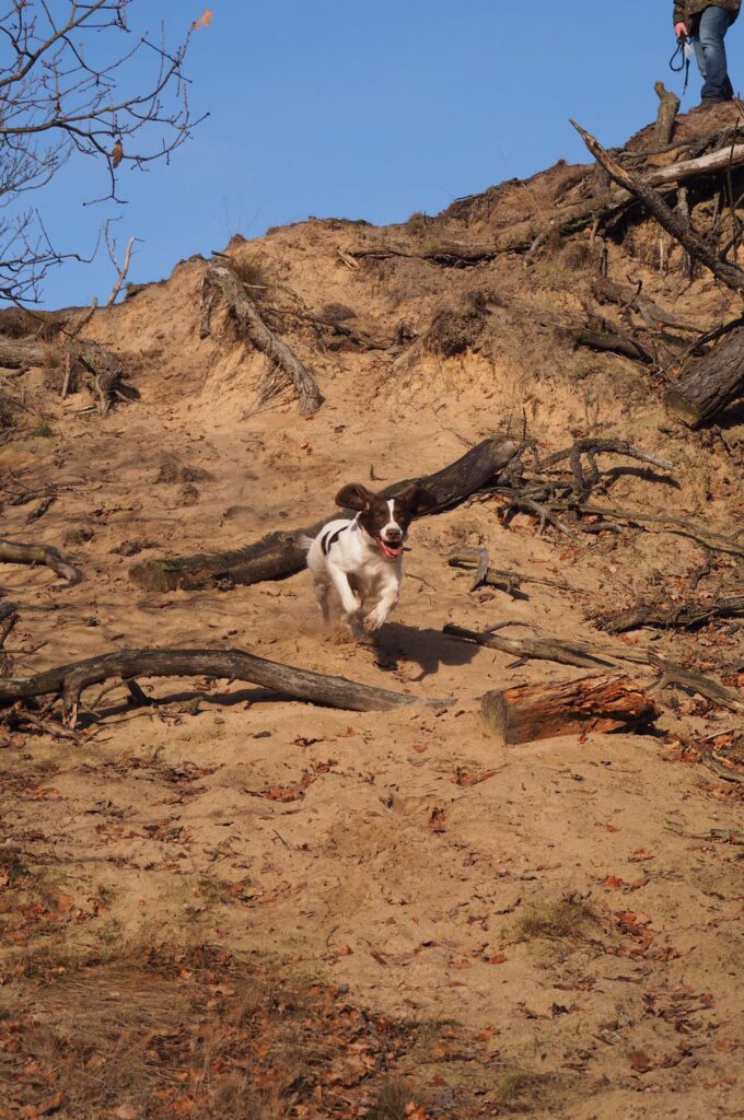 favoriete wandelgebied hond