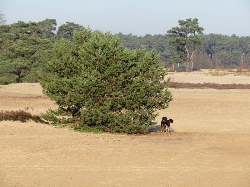 Sennah in de Soester Duinen