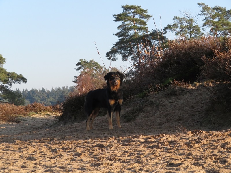 hondenwandeling Soester Duinen