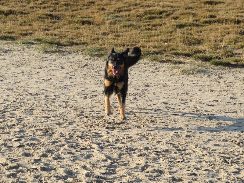 met de hond naar de Soester Duinen