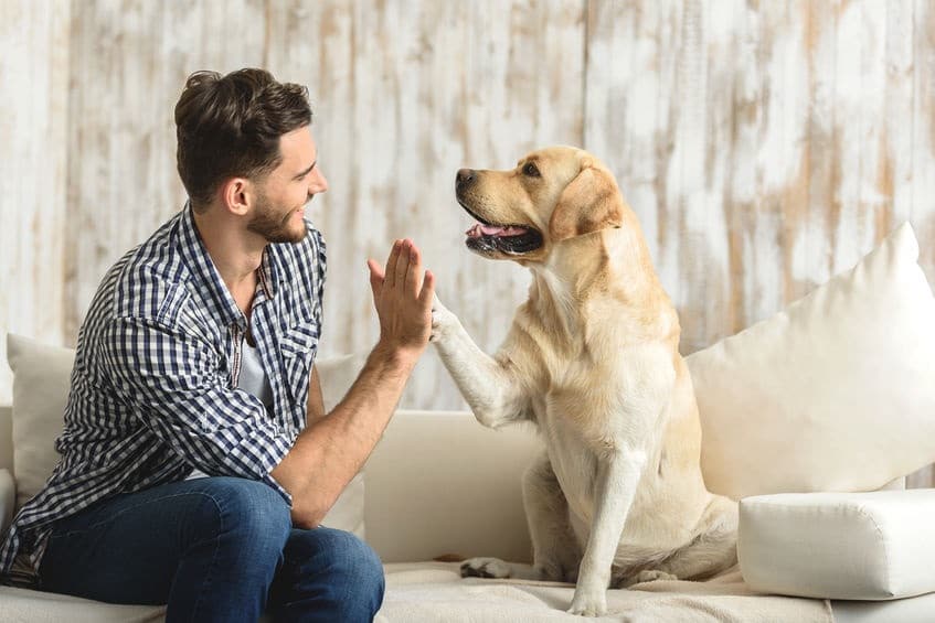 Teamwork steun jouw hond