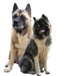 <p>Akita Yiska</p>
<p>Akita Yiska</p>
