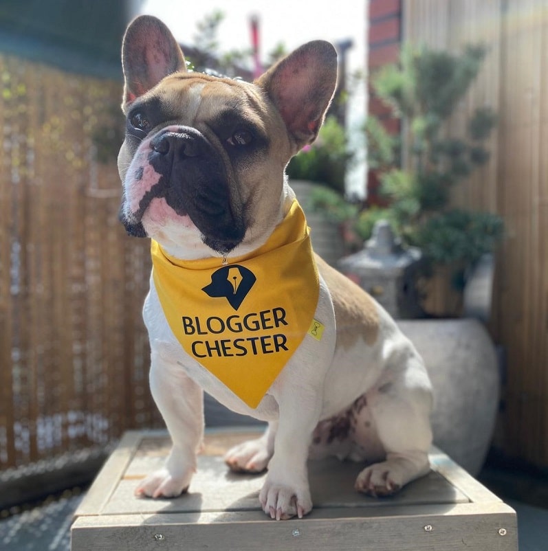 Chester met The Dog Pen hondenbandana