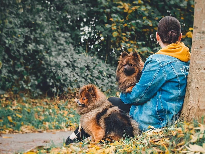 wat kost een kleine hond per maand