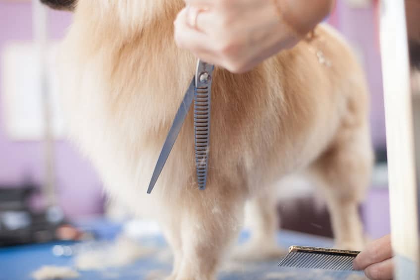 kleine keeshond bij de trimmer