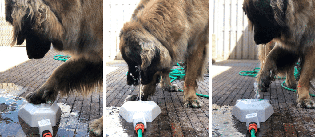 Evi met waterfontein voor de honden