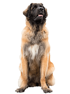 Evi de Leonberger