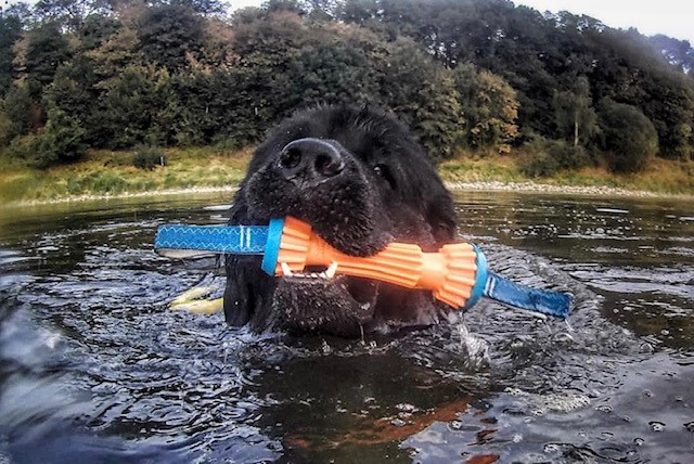 Fender met de Chuck-It bumper waterspeeltje