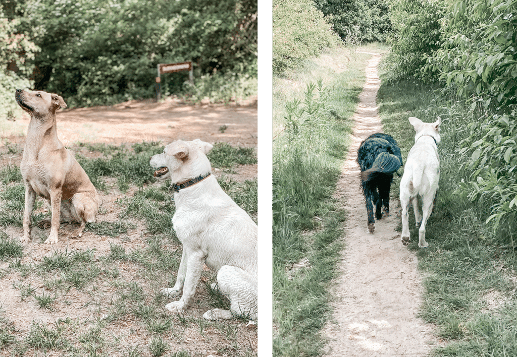 Onzekere hond socialiseren met andere honden