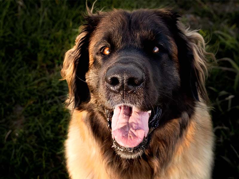 Evi de Leonberger