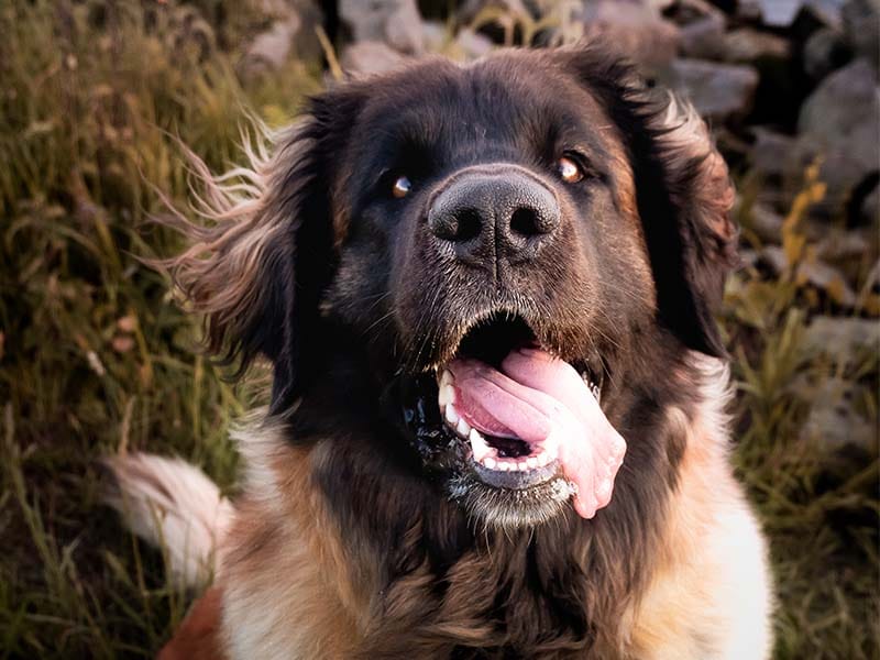 Evi de Leonberger