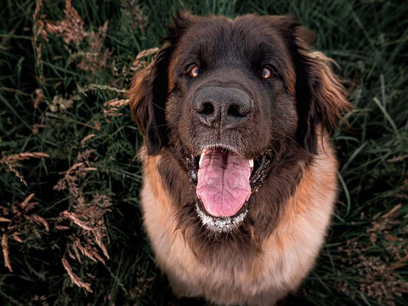 Evi de Leonberger