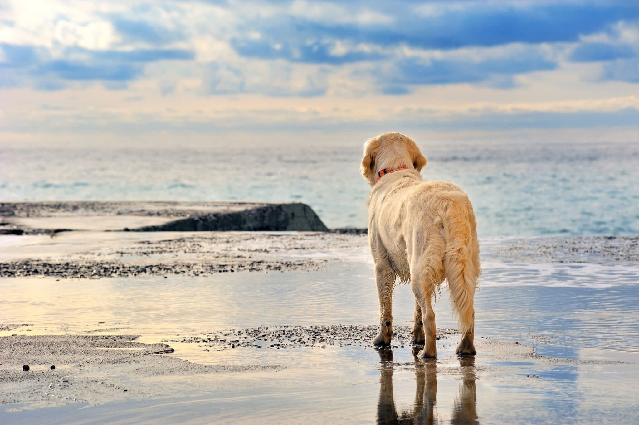 de juiste visolie voor jouw hond - The Dog Pen - Hondenblog